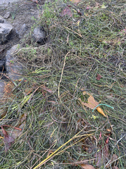 Phyllospadix torreyi, photograph (c) mel letterman, some rights reserved (CC BY)