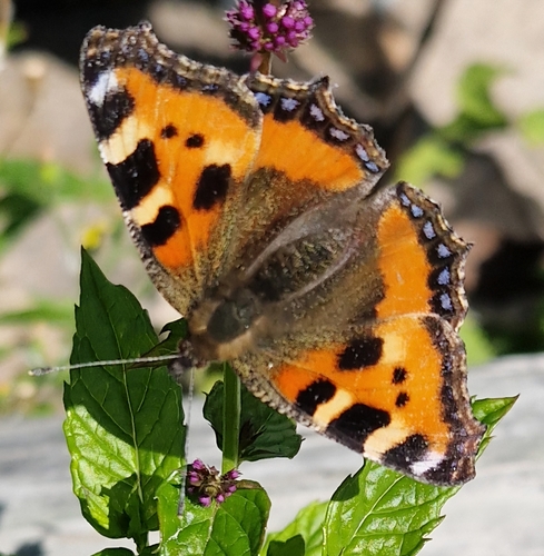Small Tortoiseshell