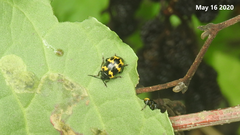 Gallerucida bifasciata