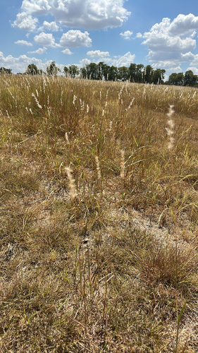 silver bluestem