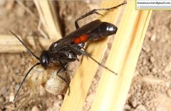 Arachnospila