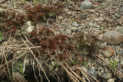 Filipendula camtschatica
