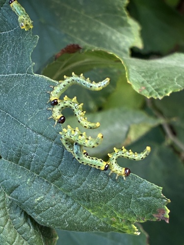 Hazel Sawfly