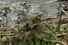 Filipendula camtschatica