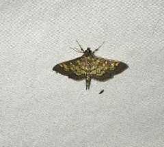 Diacme elealis