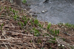 Allium ochotense