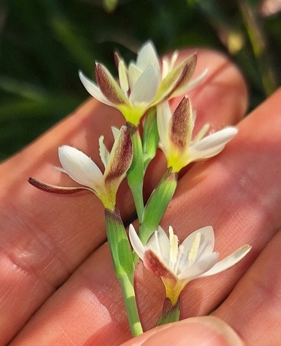 Hesperantha falcata, photograph 2