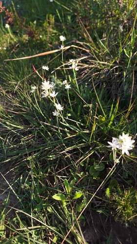 Hesperantha falcata, photograph 3
