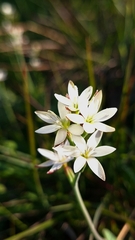Hesperantha falcata, photograph (c) Karen Eichholz, some rights reserved (CC BY)
