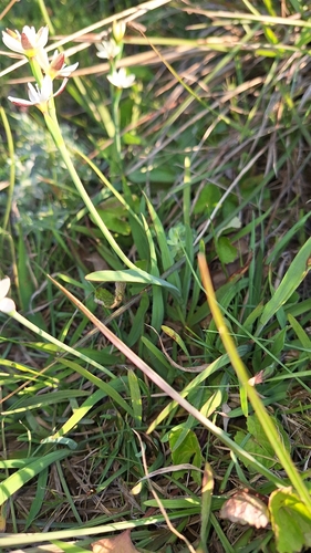 Hesperantha falcata, photograph 6