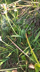 Hesperantha falcata, photograph (c) Karen Eichholz, some rights reserved (CC BY)