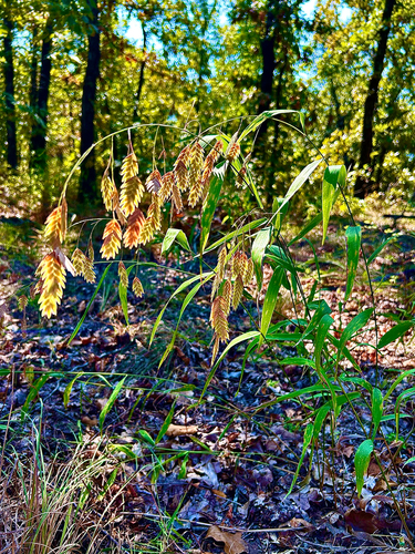 river oats