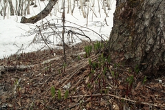 Allium ochotense