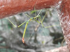 Phraortes stomphax