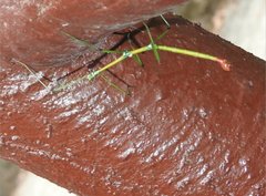 Phraortes stomphax