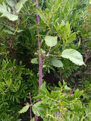 Rubus ulmifolius, photograph 6