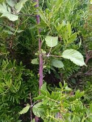 Rubus ulmifolius, photograph (c) Filip Żuchowski, some rights reserved (CC BY)