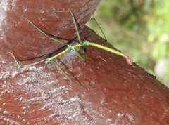 Phraortes stomphax