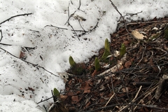 Veratrum oxysepalum