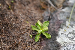 Primula mistassinica, photograph (c) Charlie Pavlisich, some rights reserved (CC BY)