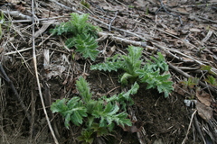 Cirsium kamtschaticum