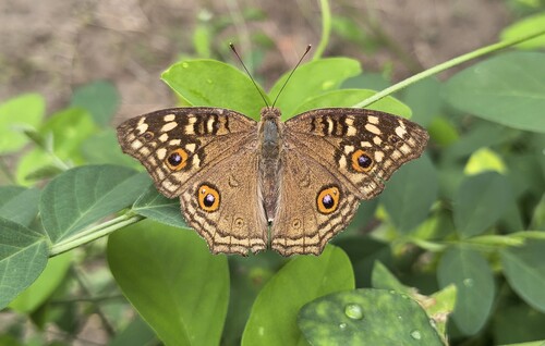 Lemon Pansy