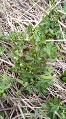 Aconitum fischeri