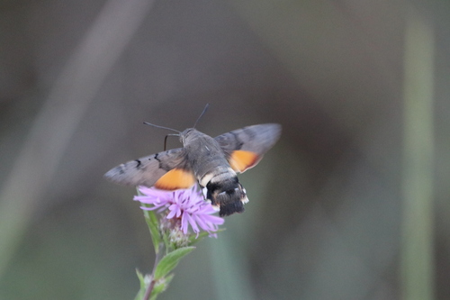 Eurasian Hummingbird Hawkmoth