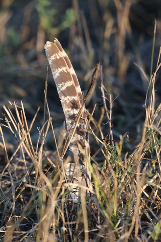 Ring-necked Pheasant