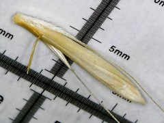 Bromus sterilis