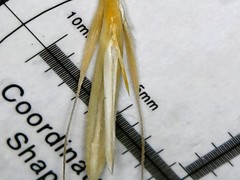 Bromus sterilis