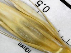Bromus sterilis