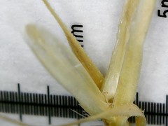 Bromus sterilis