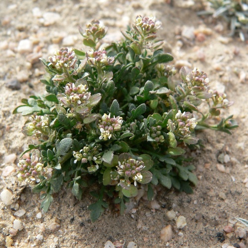 Lepidium lasiocarpum lasiocarpum
