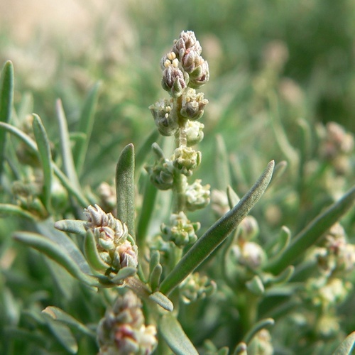 Oligomeris linifolia