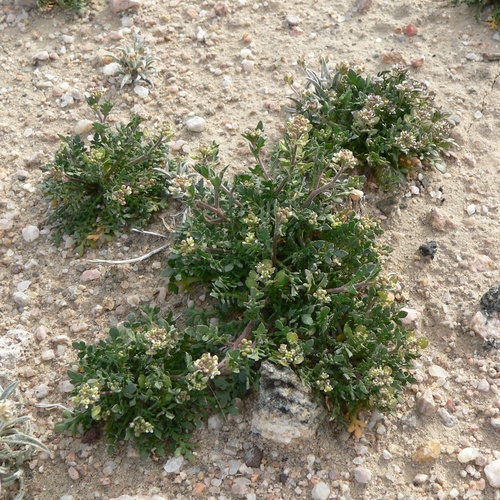 Lepidium lasiocarpum lasiocarpum