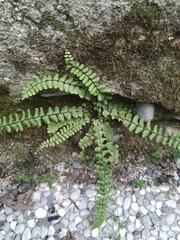 Asplenium trichomanes