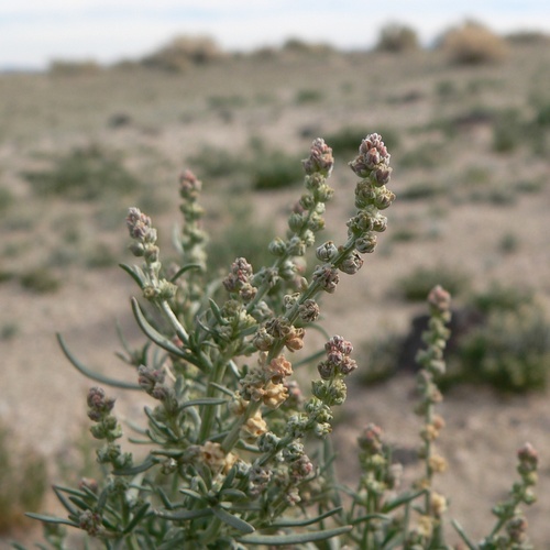 Oligomeris linifolia