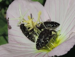 Acmaeodera ornatoides