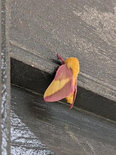 Rosy Maple Moth