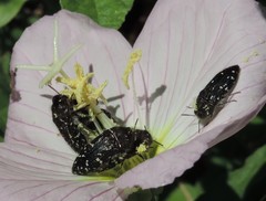 Acmaeodera ornatoides