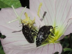 Acmaeodera ornatoides