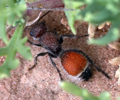 Dasymutilla texanella
