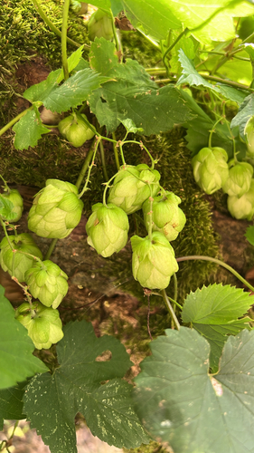 common hops