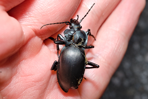 smooth ground beetle