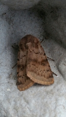 Agrotis cinerea