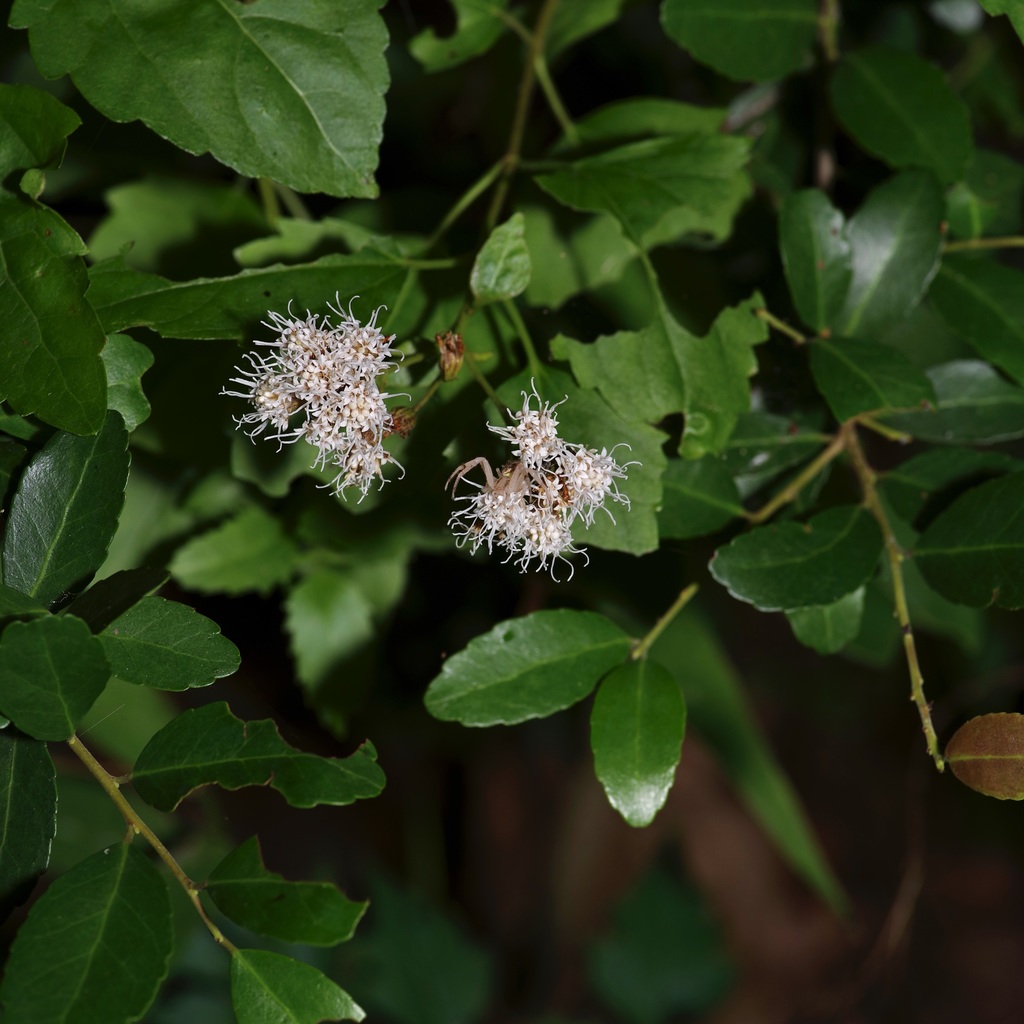 Ageratina havanensis, North Austin, Austin, TX, USA