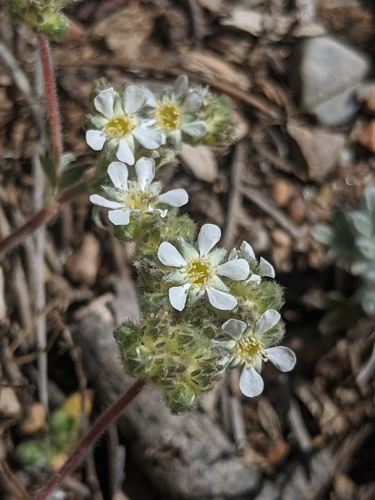 Image of Ivesia argyrocoma by no rights reserved