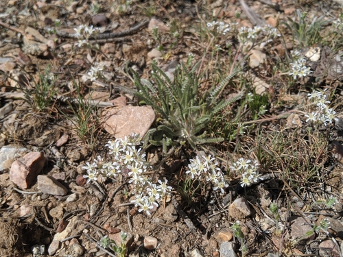 Image of Ivesia argyrocoma by no rights reserved