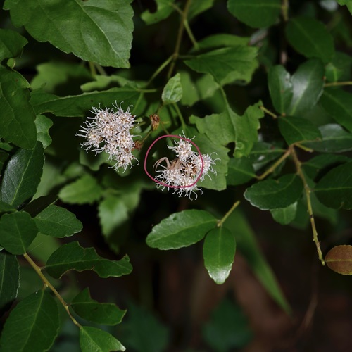 Ageratina havanensis